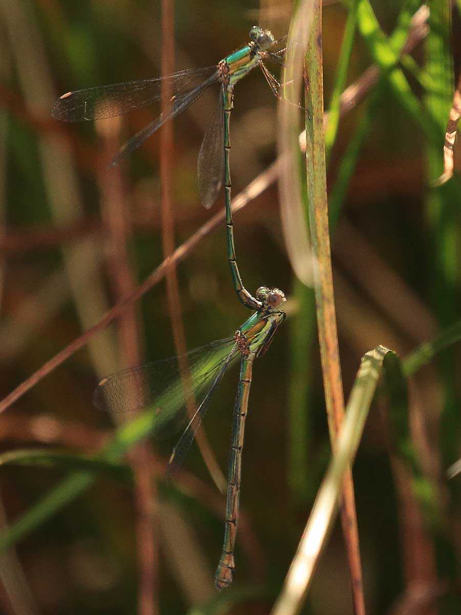 Chalcolestes_viridis